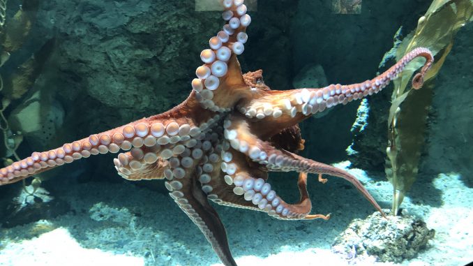 polpo gigante del NOrd PAcifico